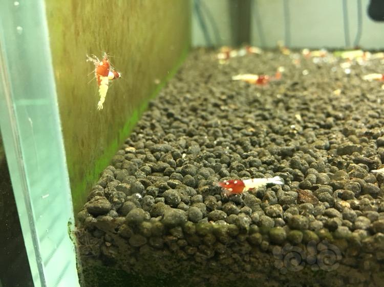 【水晶虾】红姘头白背斑马洞头水晶虾小虾-图3
