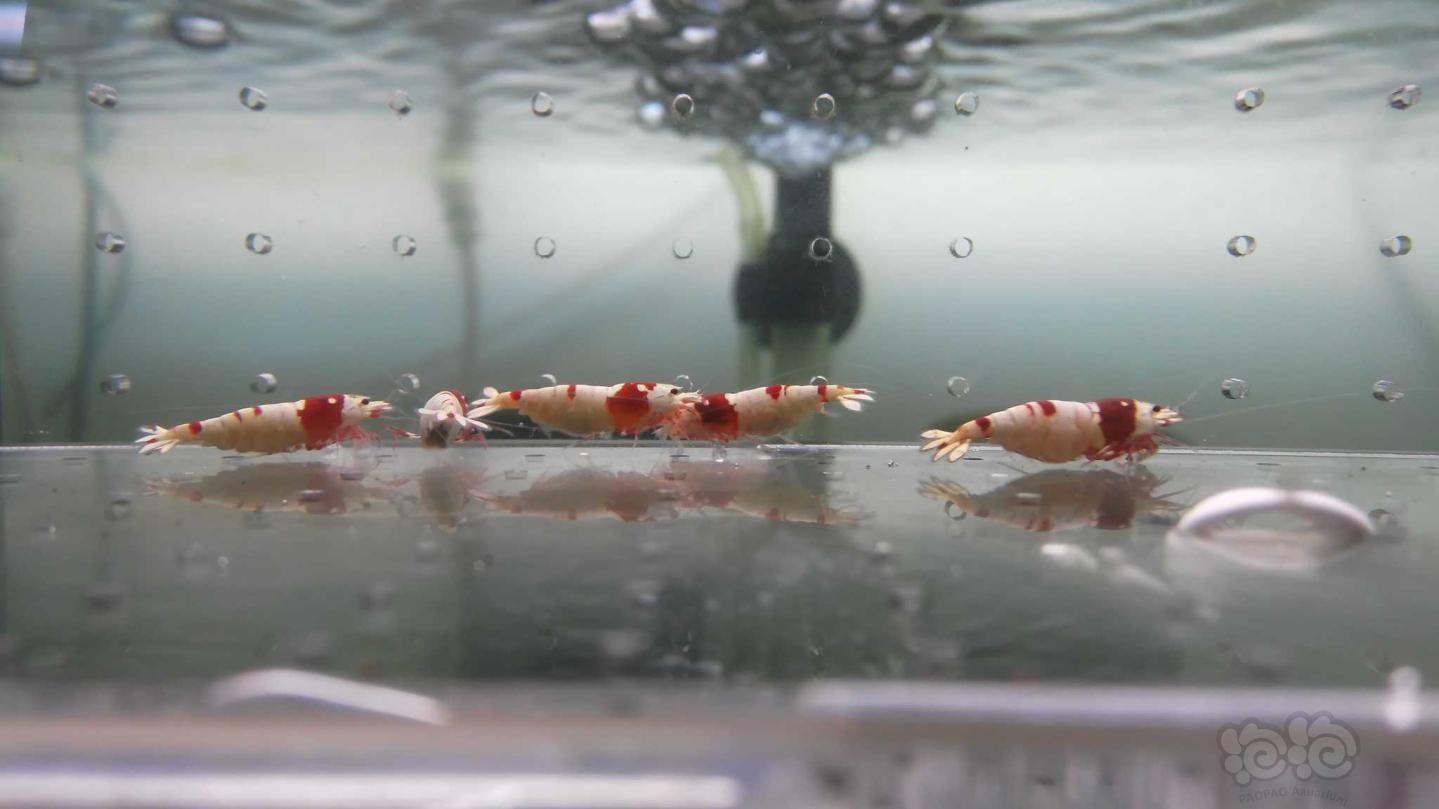 【虾】2019-3-21#RMB拍卖红白母虾一份6只-图4