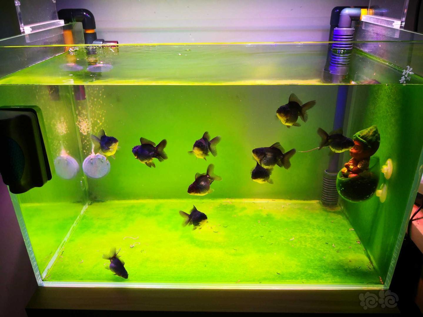 【金鱼】繁殖的几个苗子 - 泡泡水族