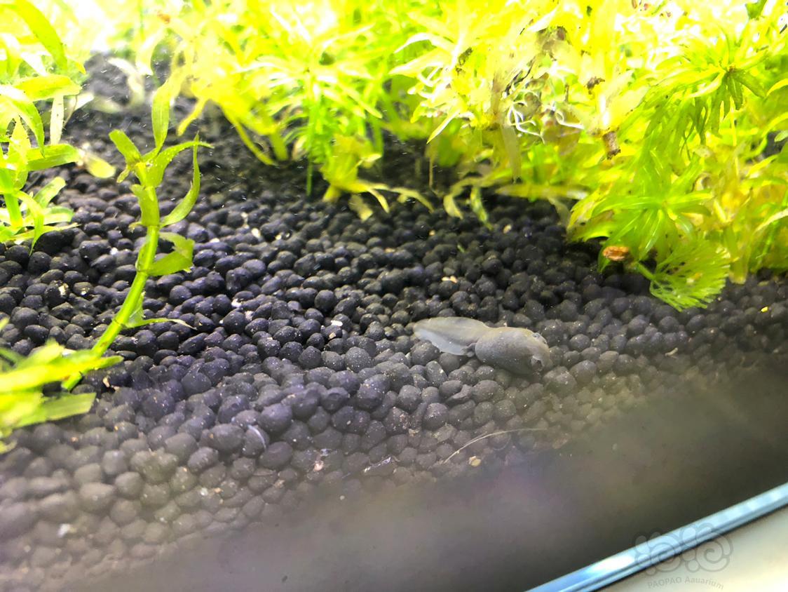 看看小蝌蚪长出小小的后退了