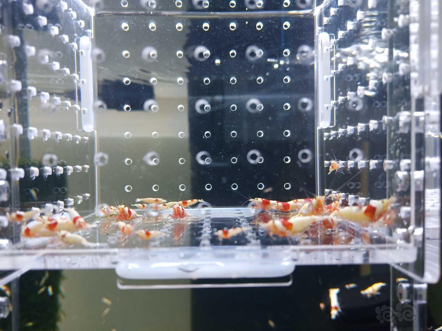 【虾】2019-3-28#RMB拍卖纯血红白水晶虾30只-图3