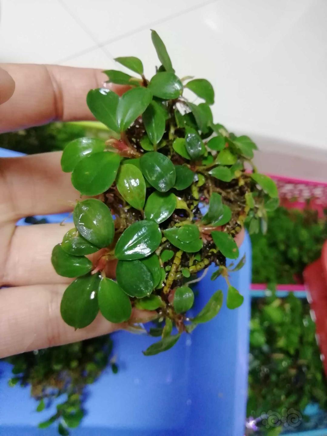 精品小圆叶集合