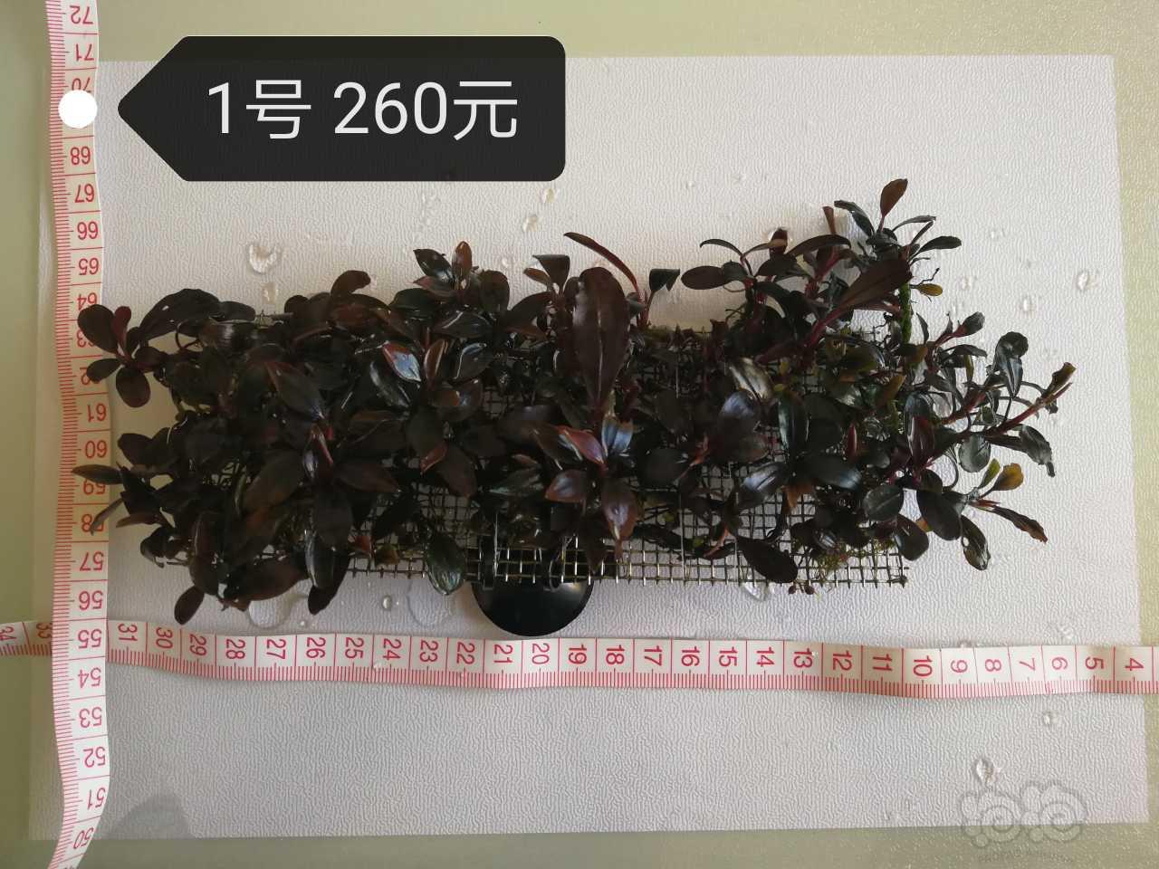 【辣椒榕】出售辣椒榕、细叶铁、黑木蕨-图1
