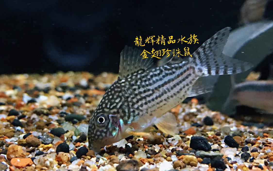 【热带鱼】鱼房特惠出虾和鱼-图7
