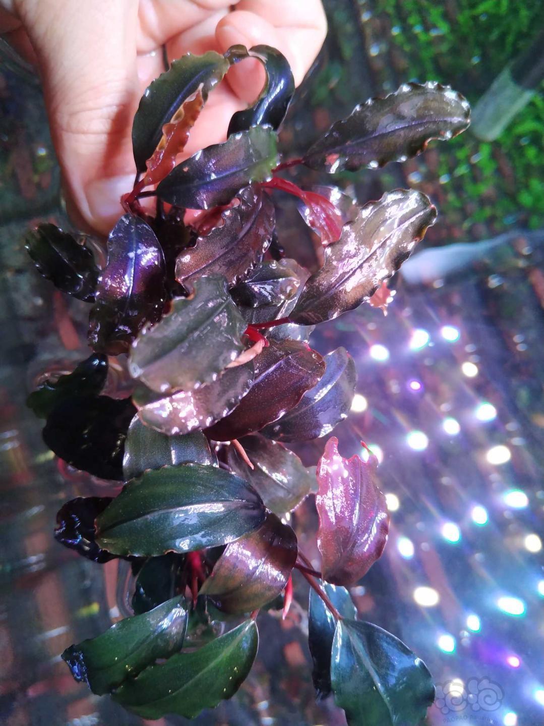 出褪色海莲那养得渣大丛小丛都有打包200包邮很多都是红脉的wxwodebao