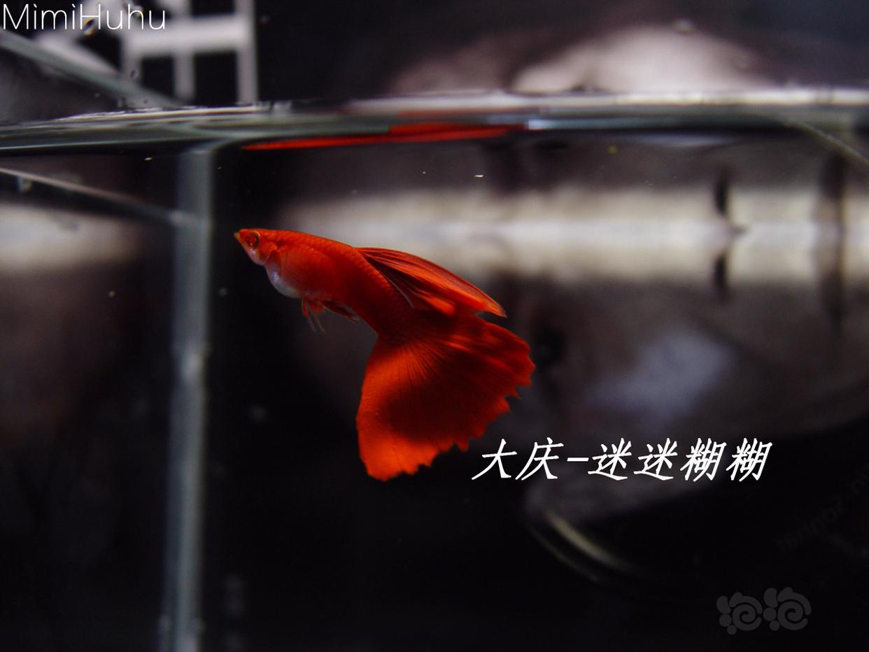 【热带鱼】出售70天全红白子孔雀鱼-图1