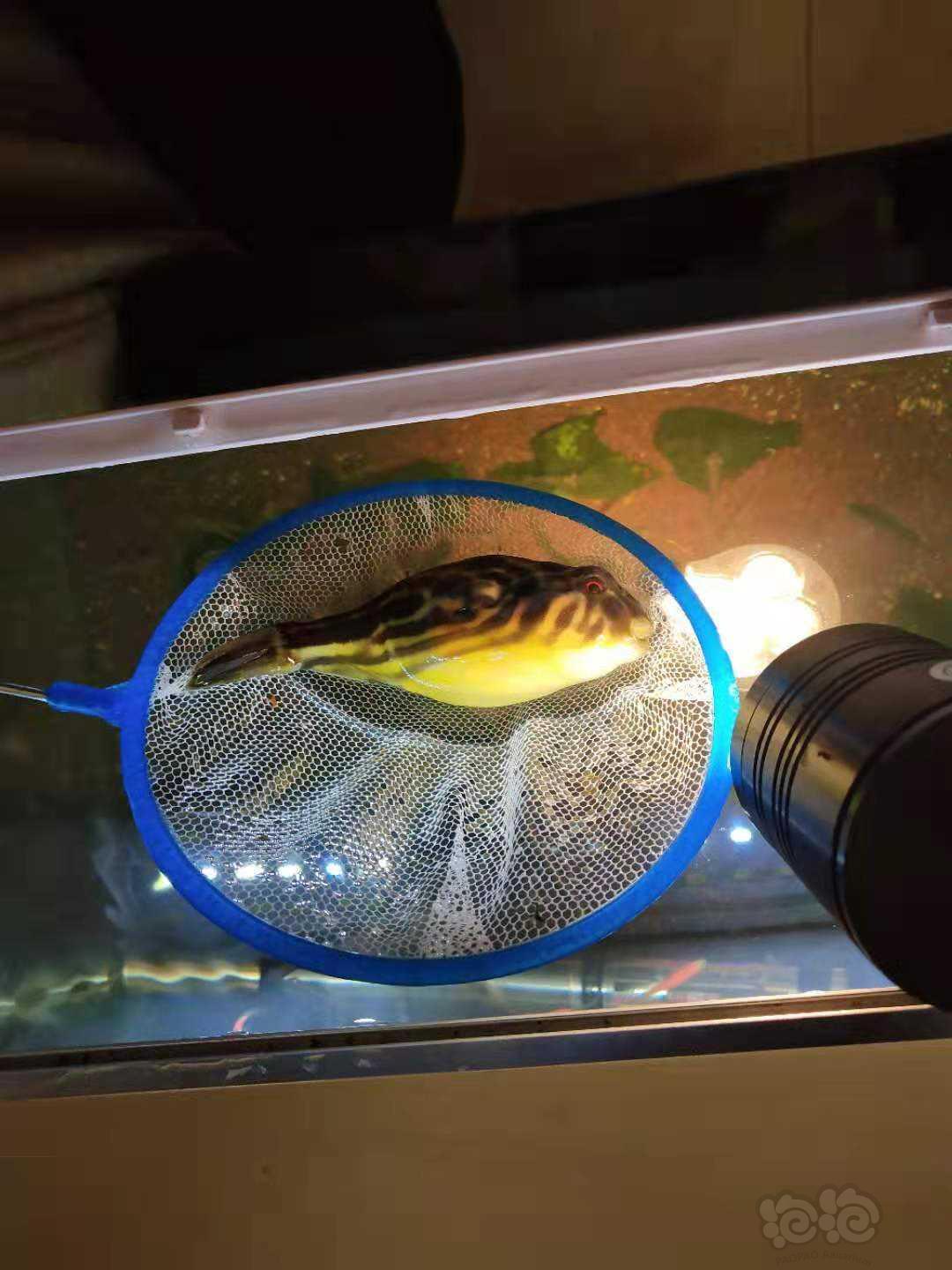 其它斑马狗头漂亮不