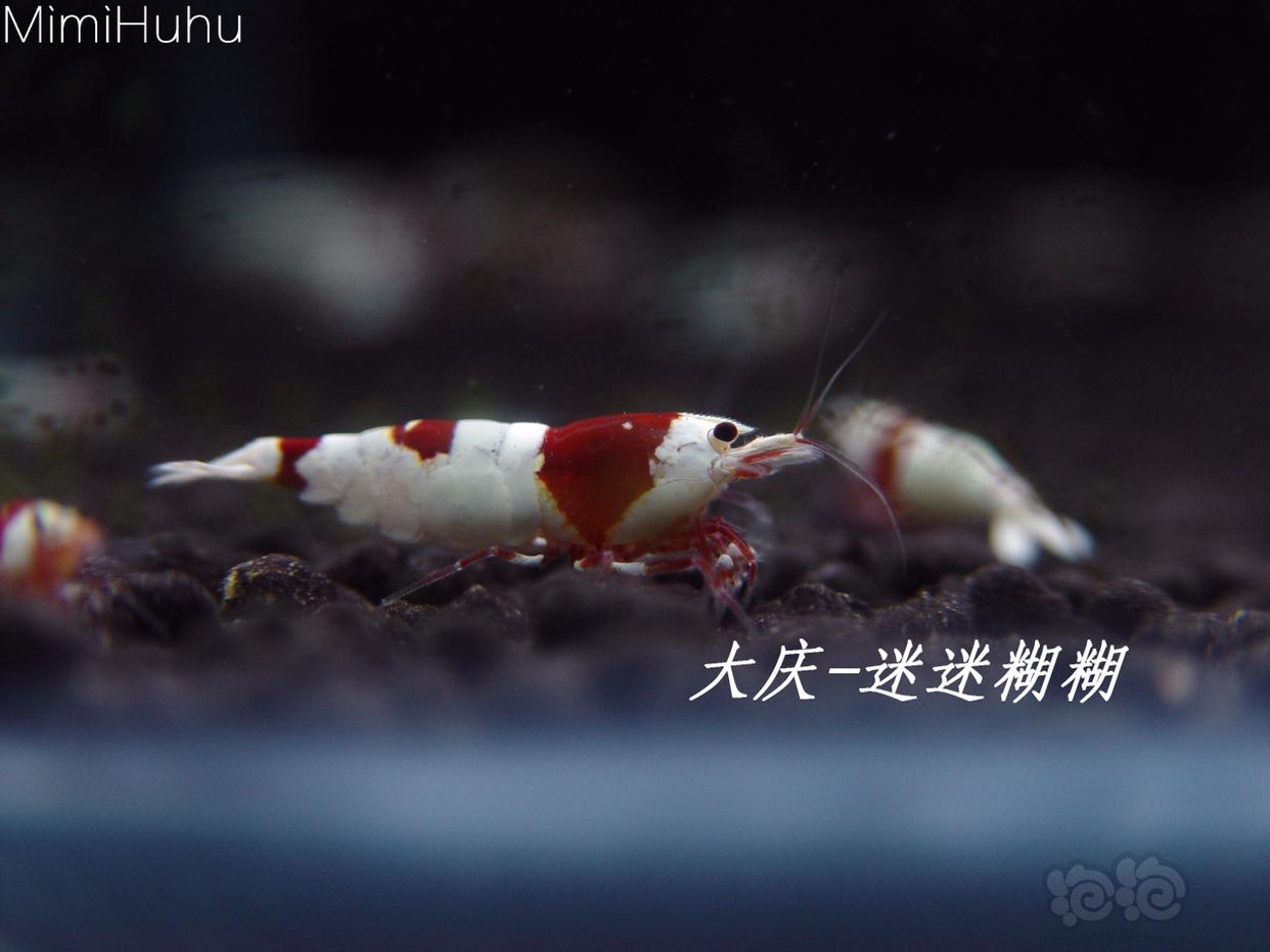 另一个血统红白水晶虾-图1
