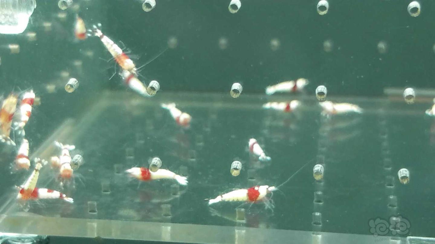【虾】2019-03-11#RMB拍卖纯血水晶虾一份40只-图5