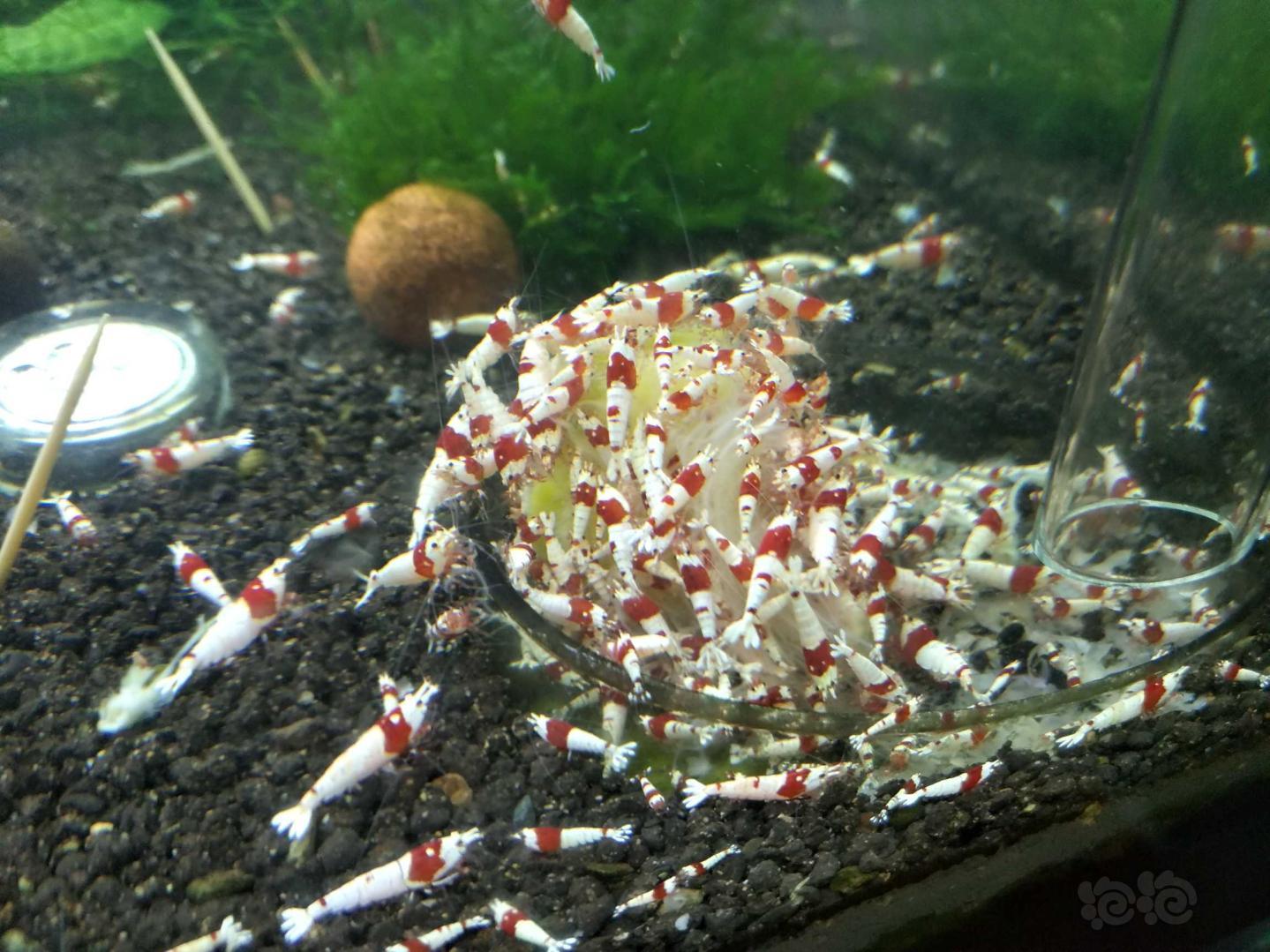 出红白水晶虾-图3