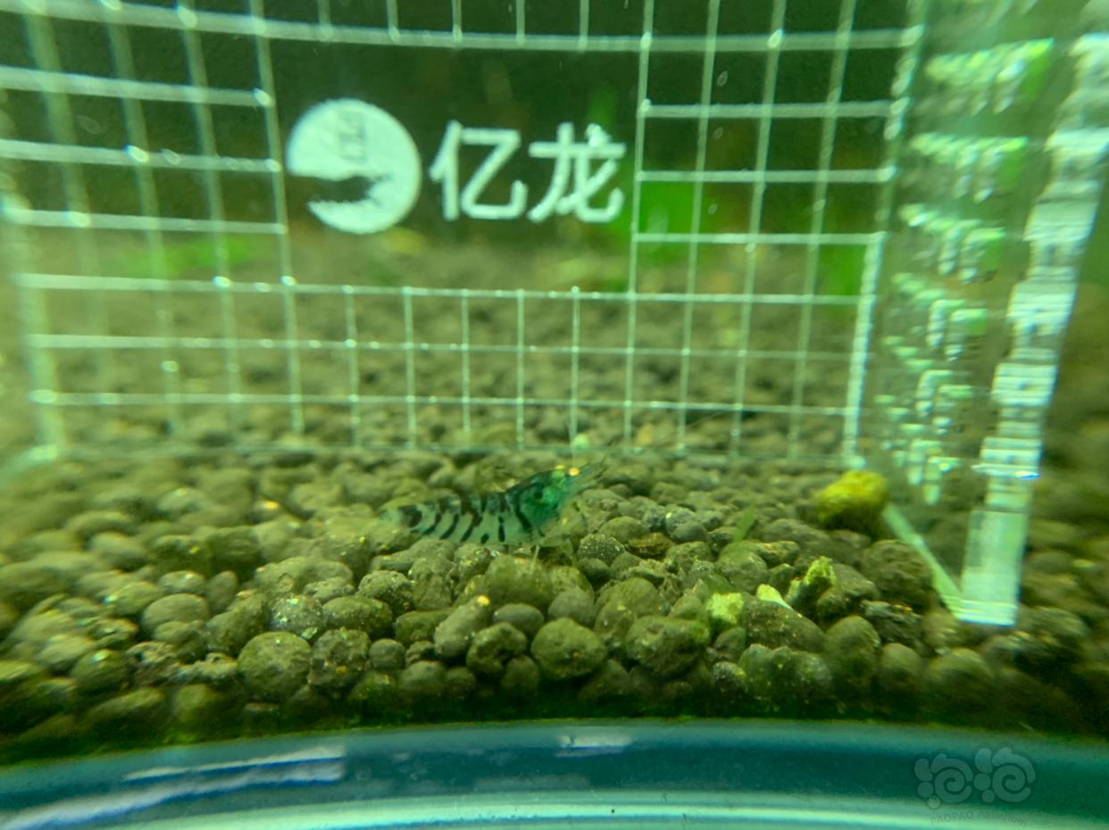 【虾】2019-03-07#RMB拍卖金眼水晶虾5只-图1