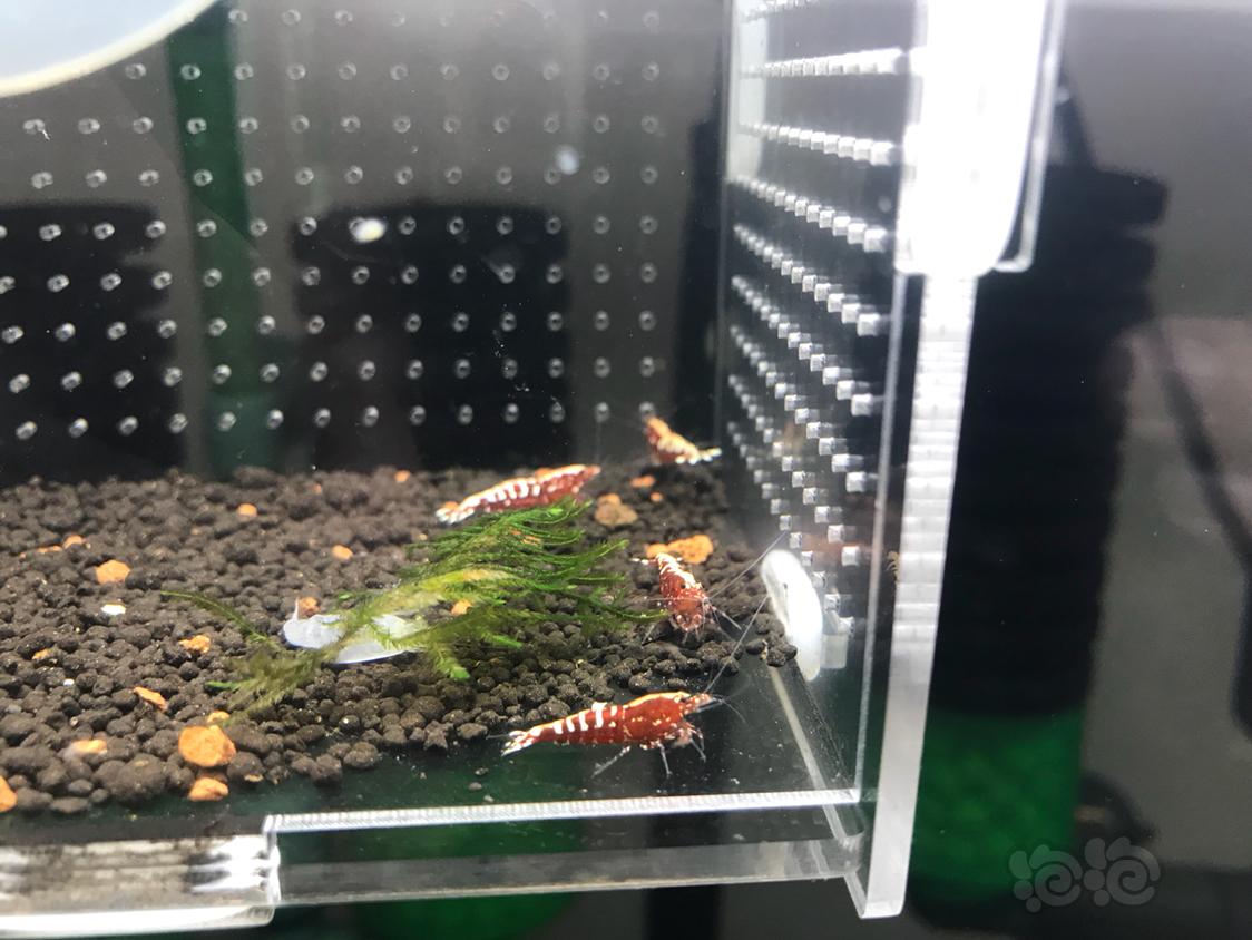 【虾】2019-3-7#RMB拍卖红银河鱼骨-图9
