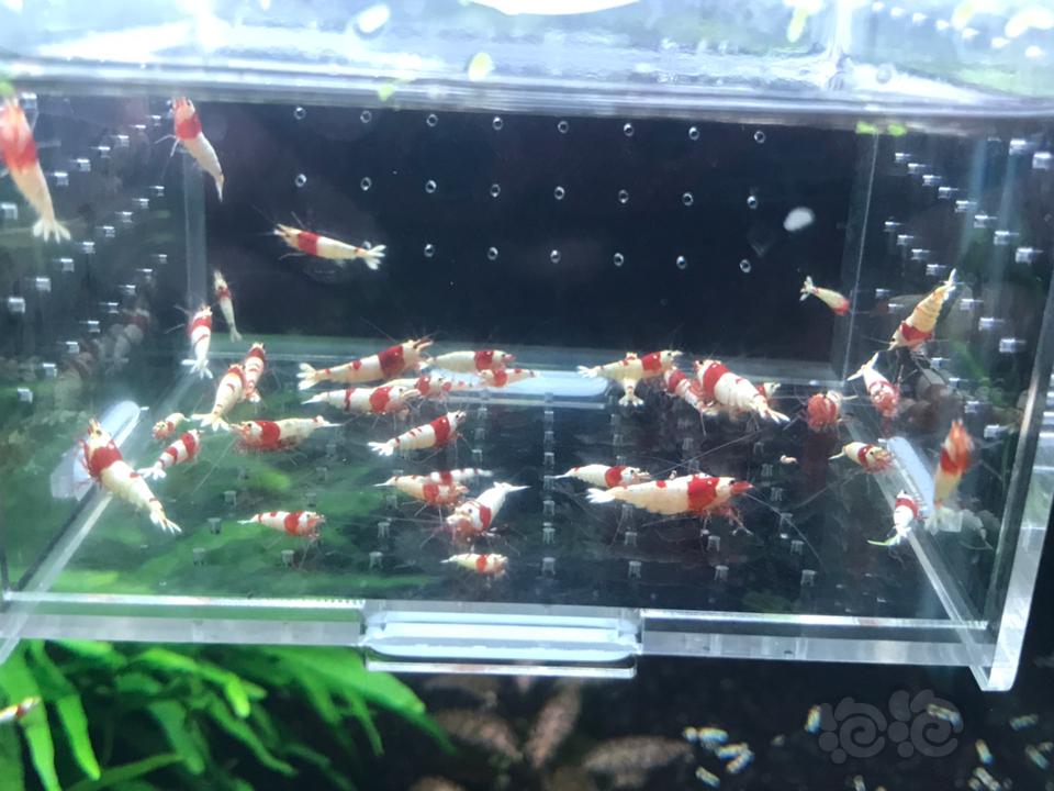 【虾】2019-03-09 #RMB拍卖纯血红白36 只一份-图3