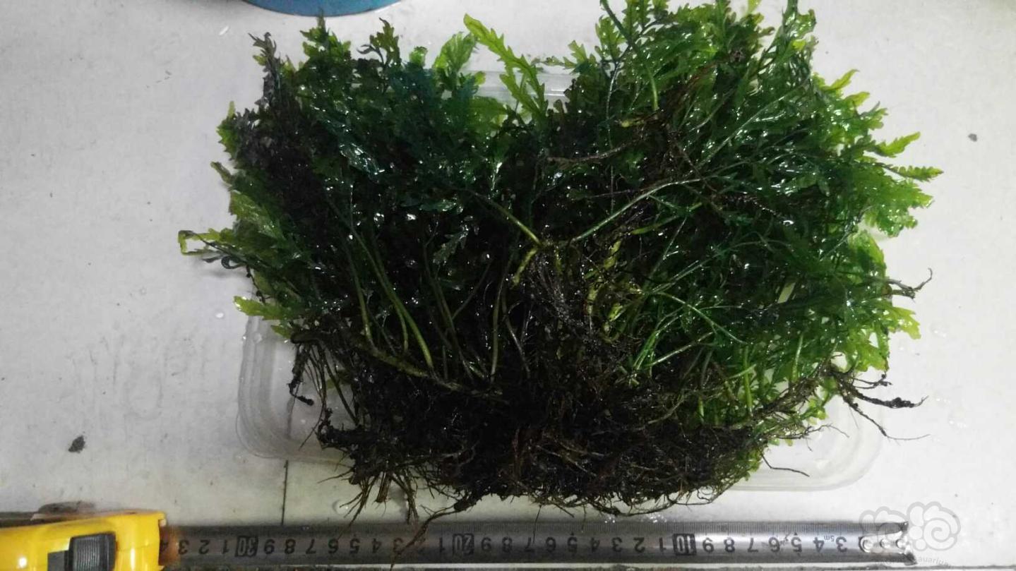 【用品】2019-03-10#RMB拍卖黑木蕨水草一份-图1