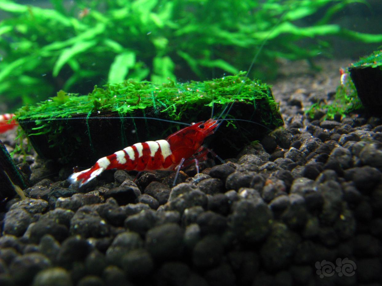 看看喜欢的斑马