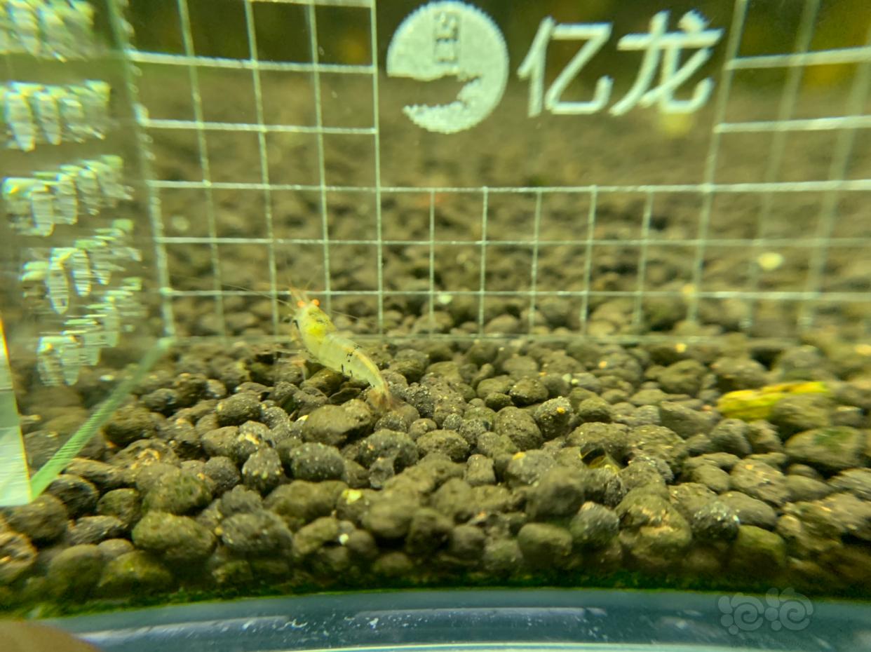 【虾】2019-03-08#RMB拍卖金眼水晶虾5只   -3-图3
