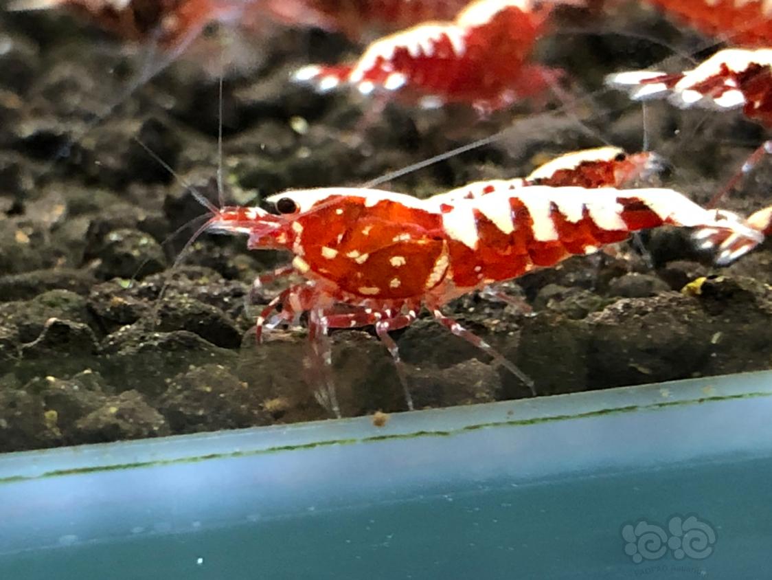 【虾】2019-04-16#RMB拍卖红银河鱼骨一对-图2