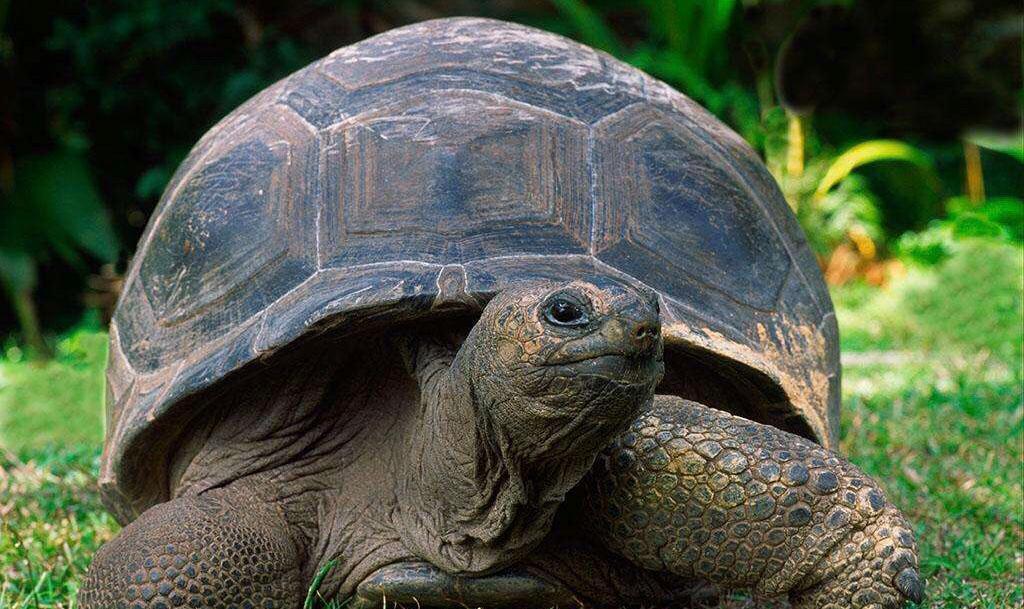 继续猜龟,加拉帕戈斯还是亚达?