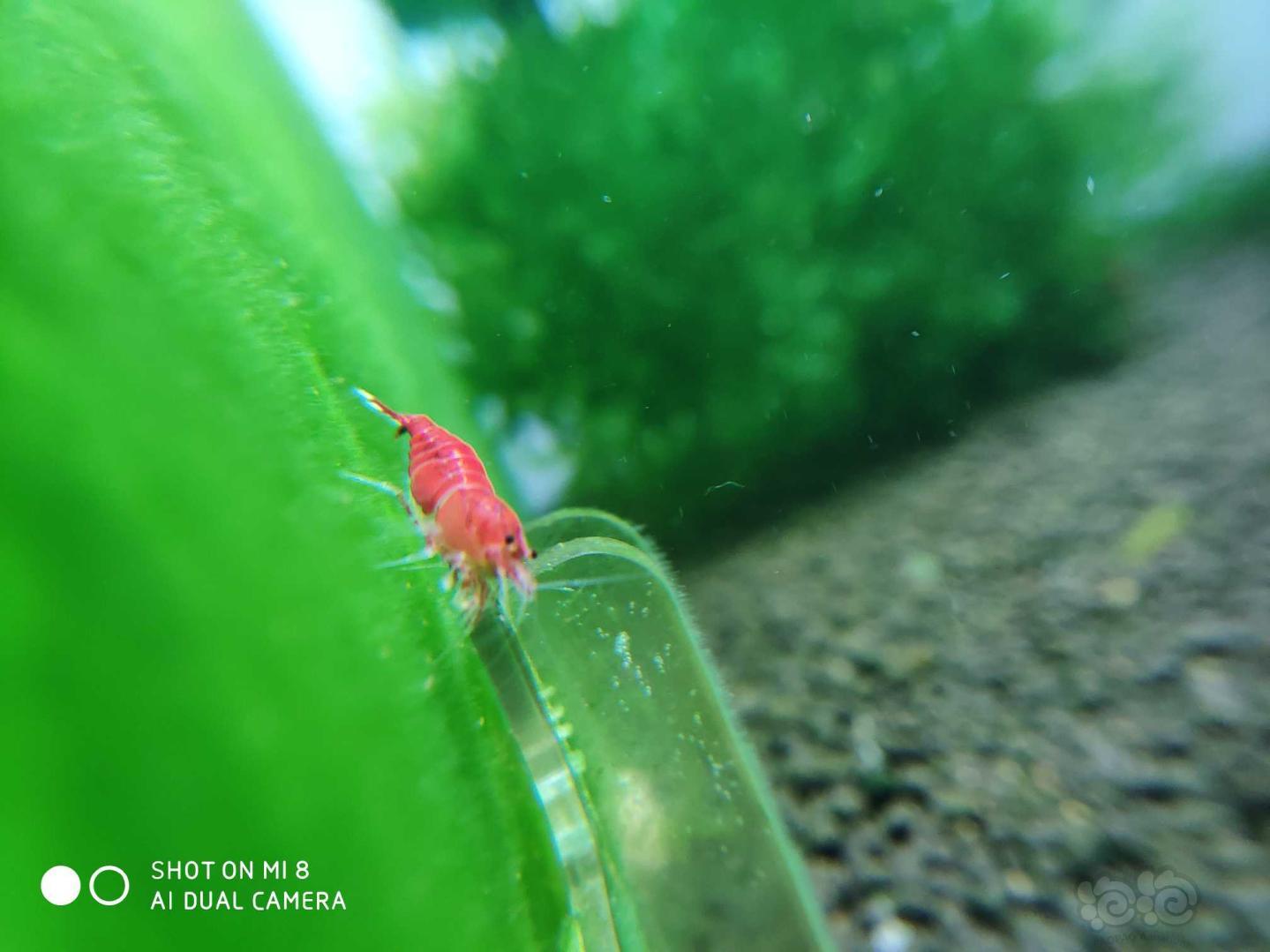我的小红虾-图2
