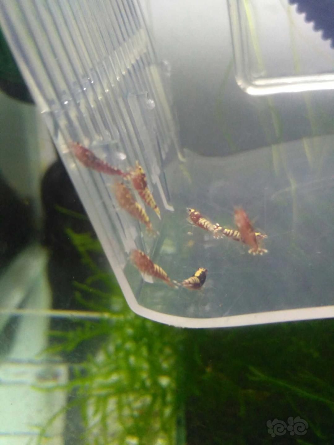 【虾】2019-04-14#RMB拍卖红银河水晶虾20只-图7