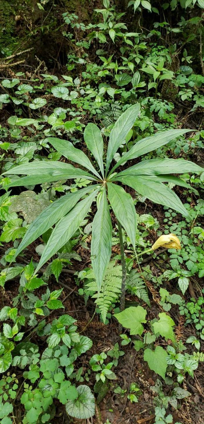 雨林天南星