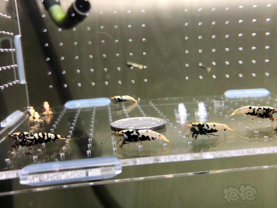 【虾】2019-04-12#RMB拍卖黑银河水晶虾10只-图3