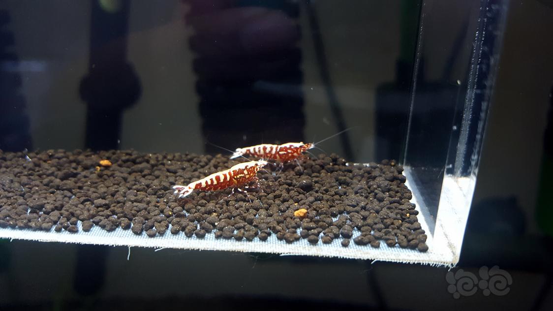 【虾】2019-4-28#RMB拍卖红银河鱼骨-图3
