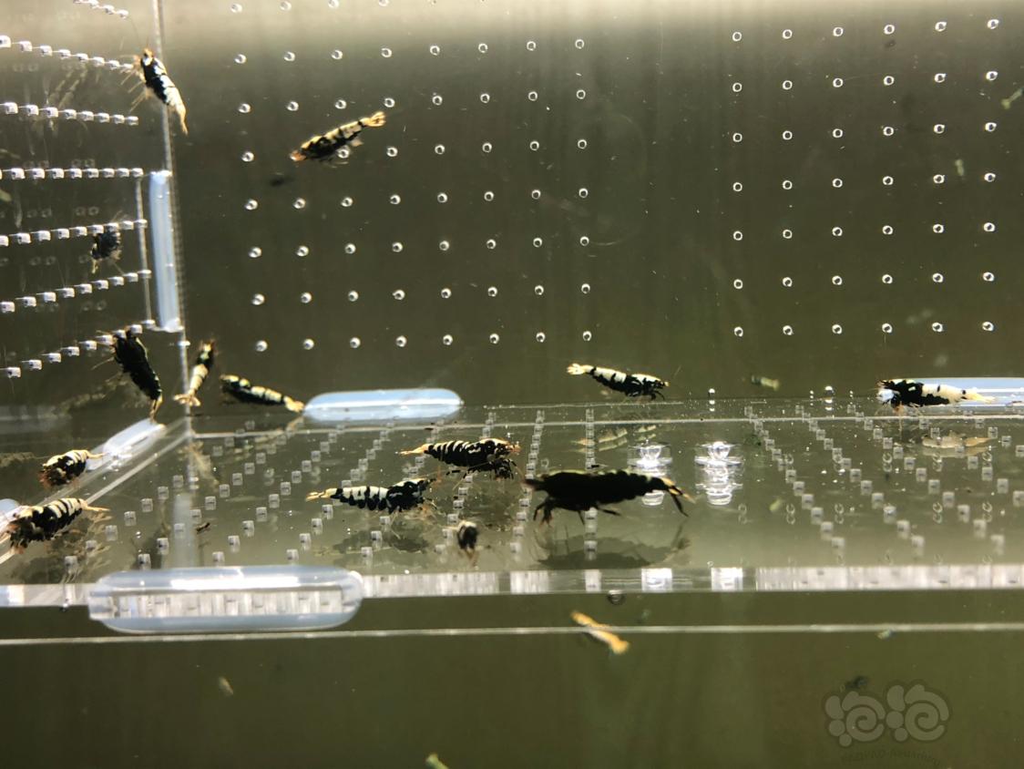 【虾】2019-04-11#RMB拍卖黑银河水晶虾24只-图1