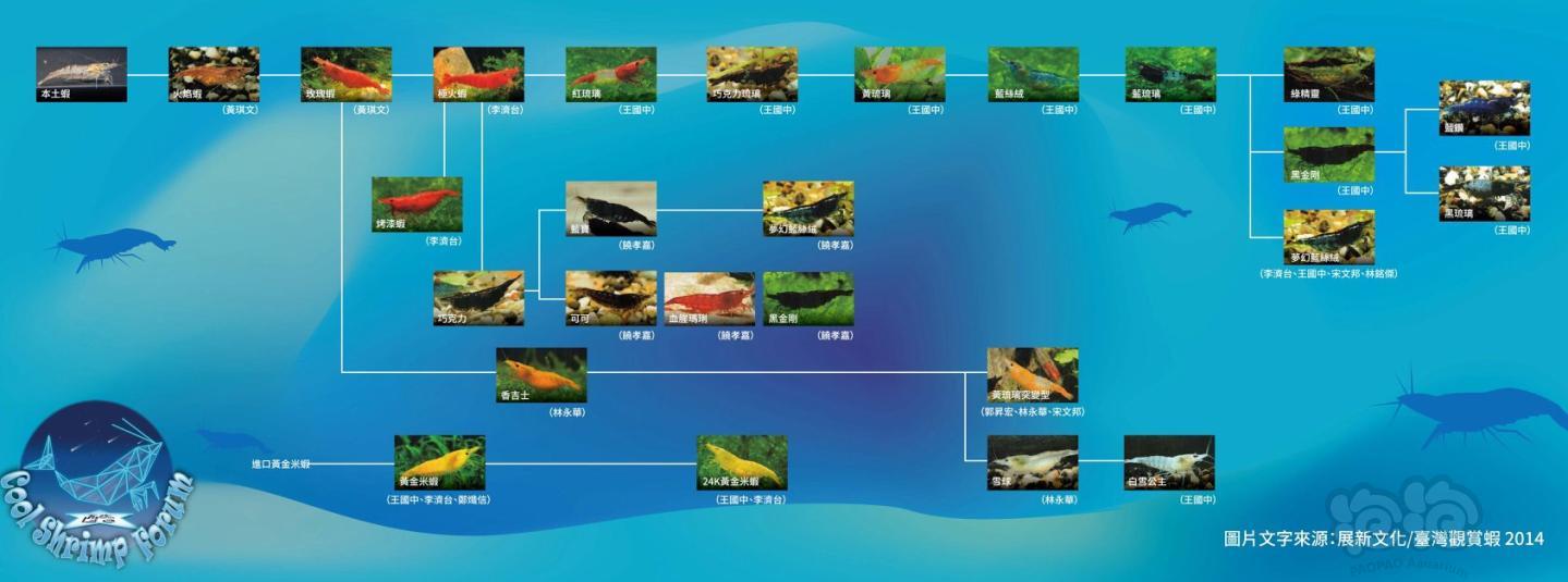 米虾的饲育管理转发-图5