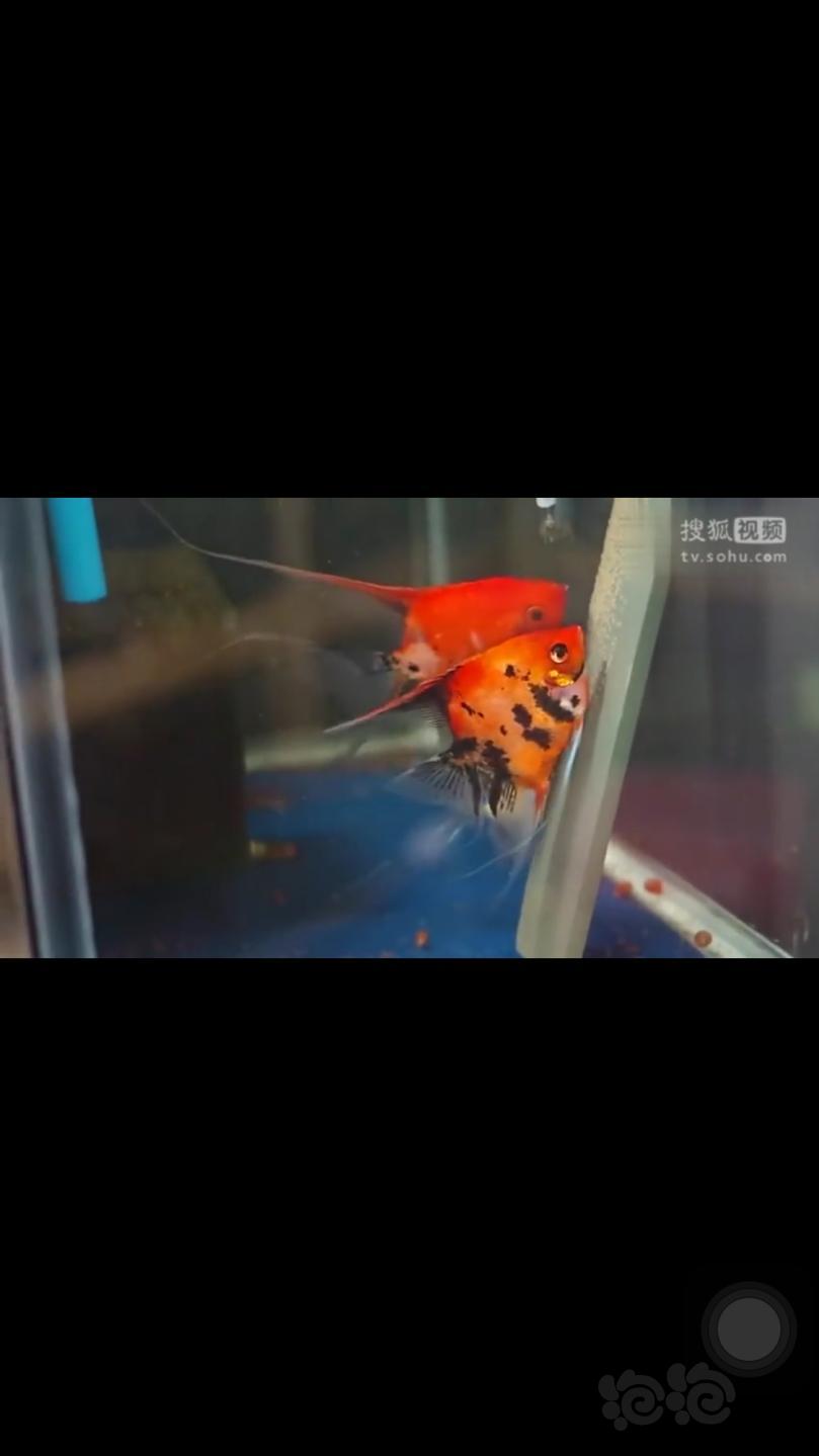 【神仙鱼】红色燕鱼的品种-图1