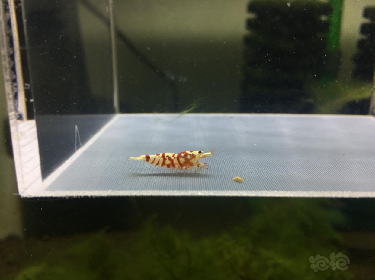 【虾】2019-4-25#RMB拍卖太极红花虎一只-图1