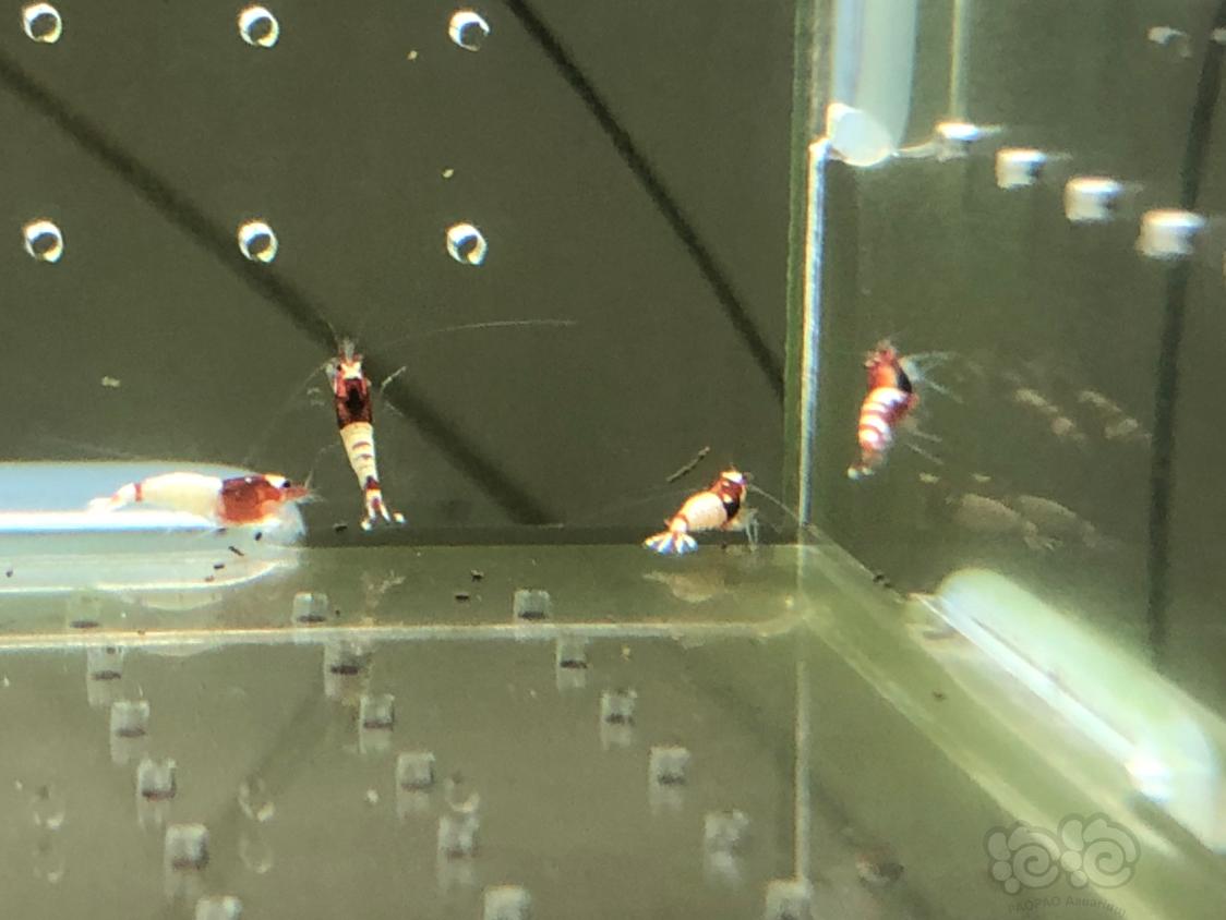 【虾】2019-04-30#RMB拍卖红姘头幼虾20只-图6