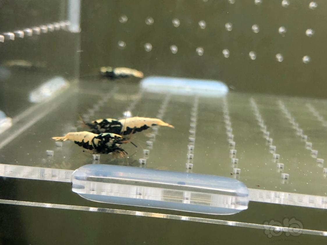 【虾】2019-04-30#RMB拍卖黑银河水晶虾20只-图9