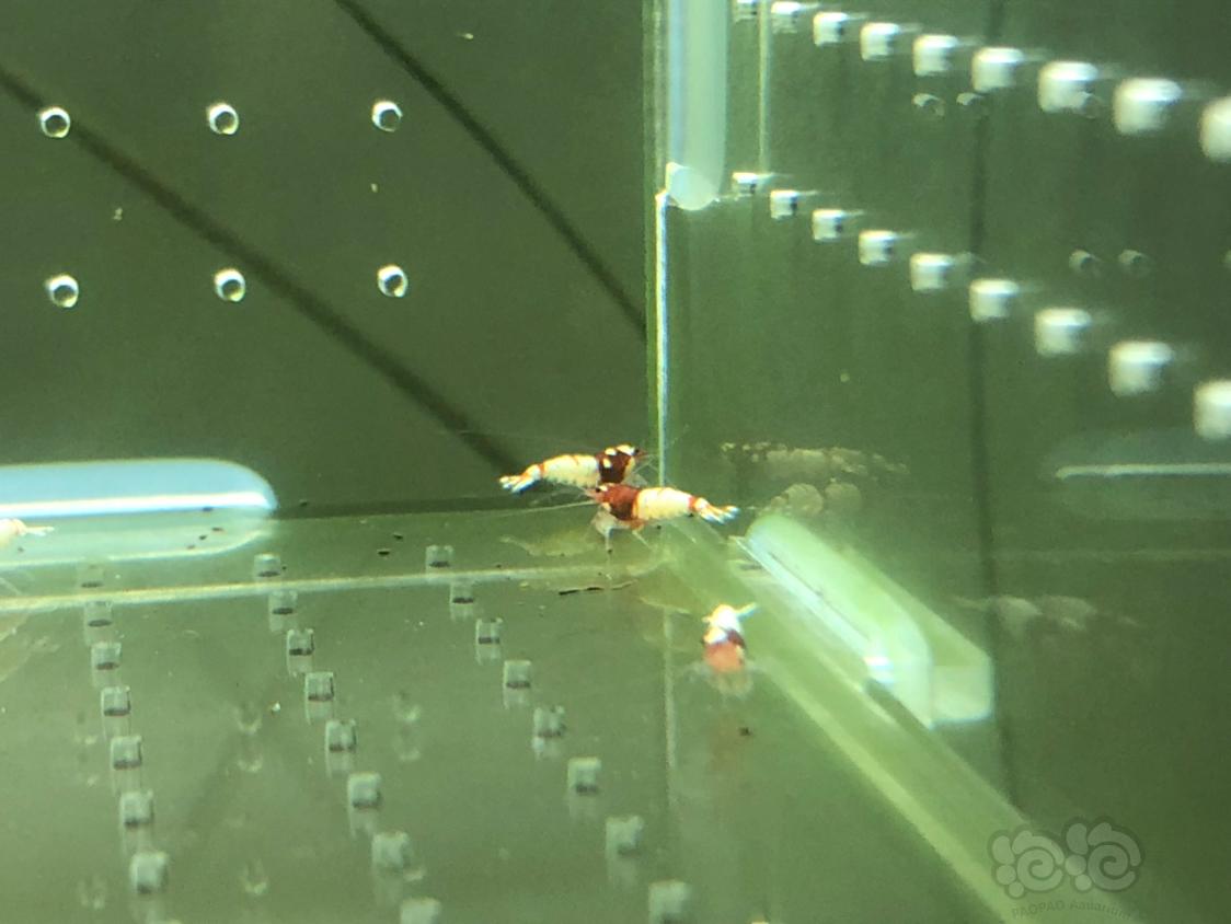 【虾】2019-04-30#RMB拍卖红姘头幼虾20只-图4