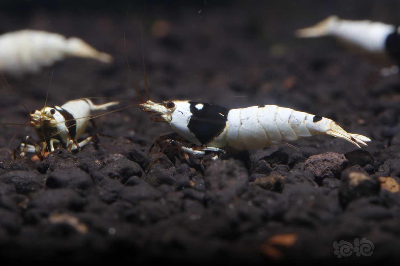 【虾】2019-4-27#PMB拍卖纯血黑白种虾繁殖组1公2母-图1