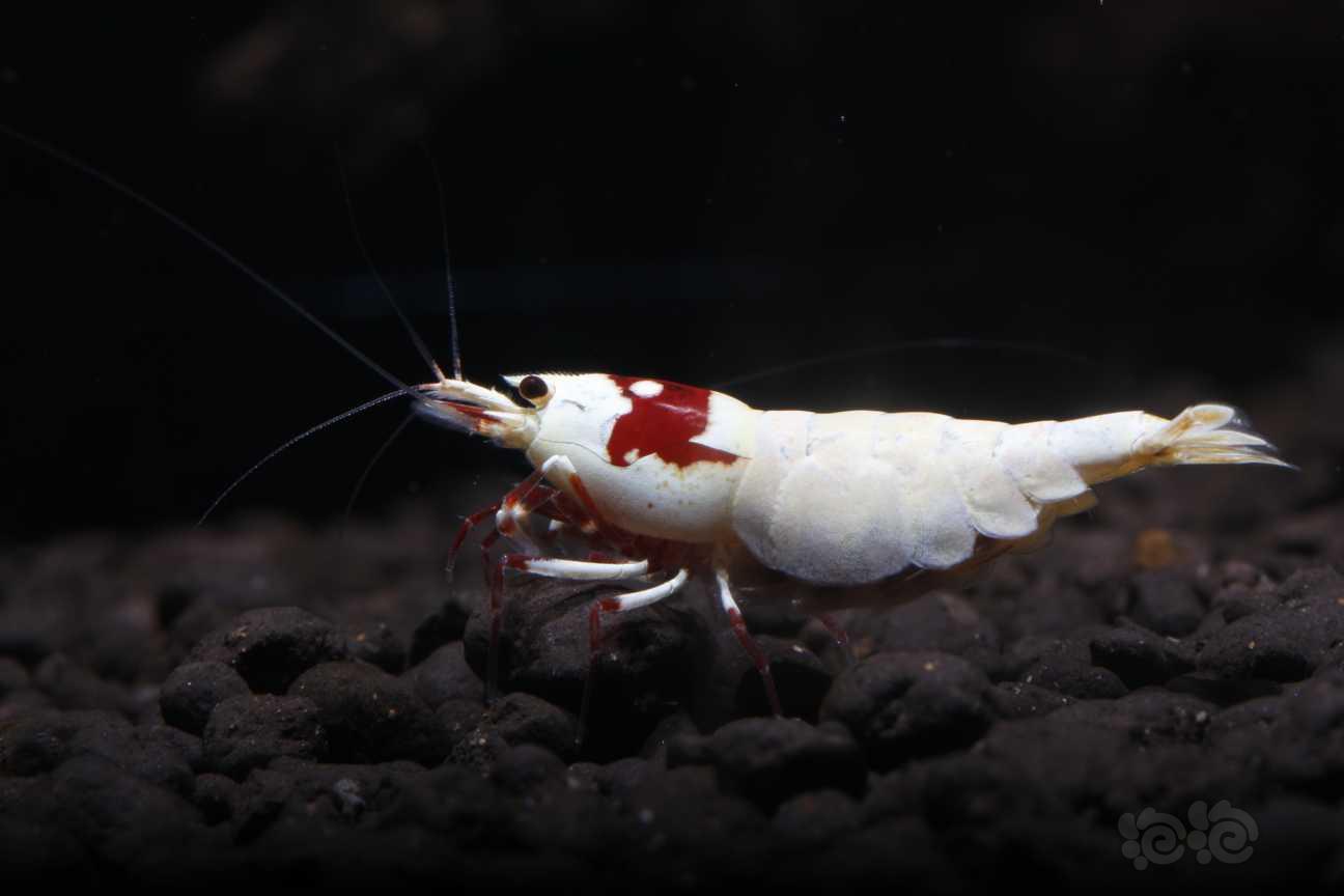 【虾】2019-4-27#PMB拍卖纯血红白钻石级种虾繁殖组1公2母-图3