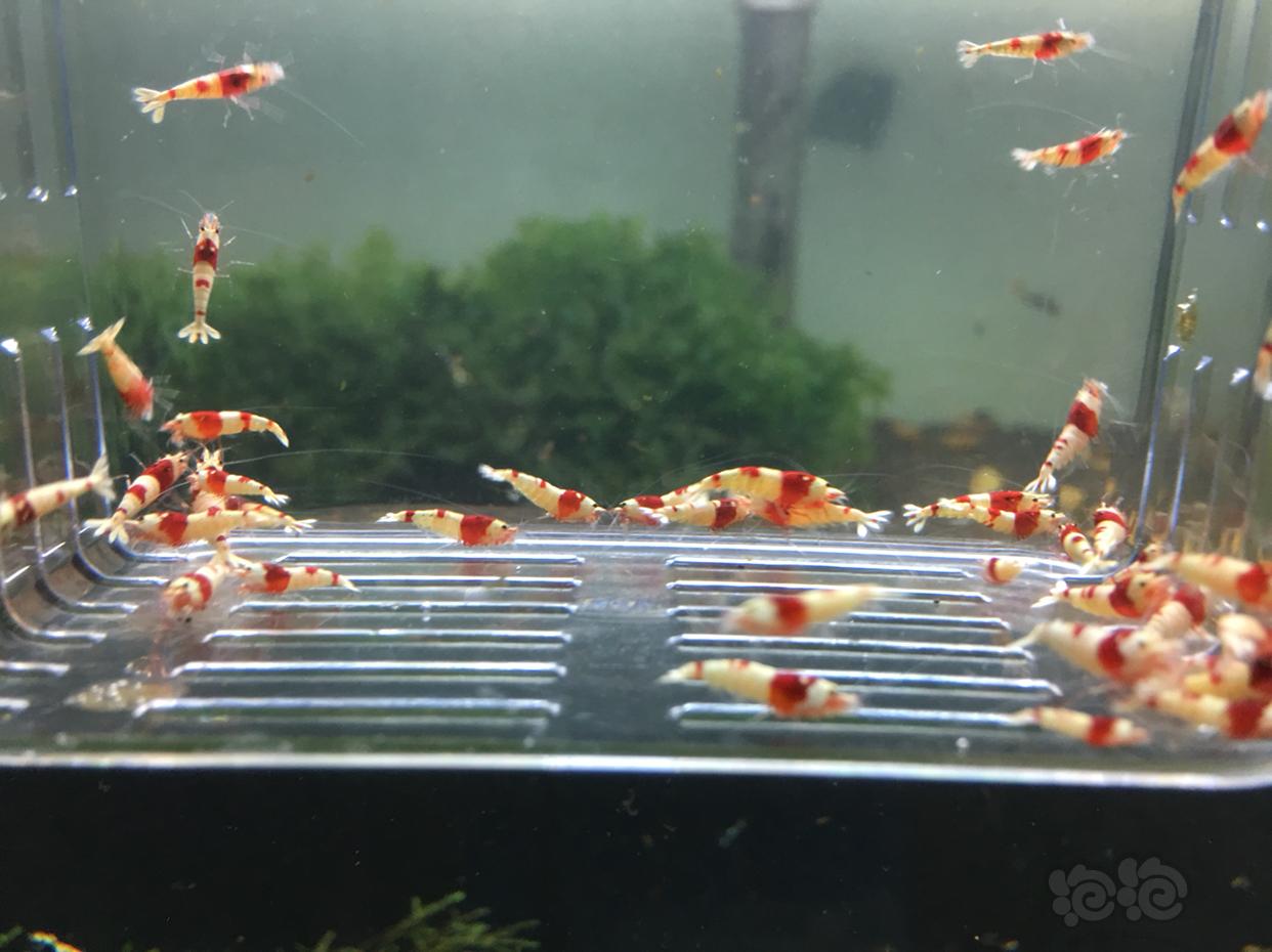 【虾】2019-04-04#RMB拍卖红白水晶虾一份-图2