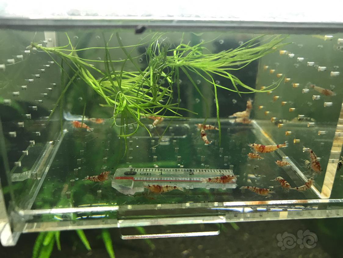 【虾】2019-4-24#RMB拍卖红虎晶一份20只-图4