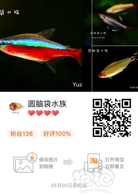 【热带鱼】出售灯科，鼠鱼，虾螺，异形，原生鱼-图2