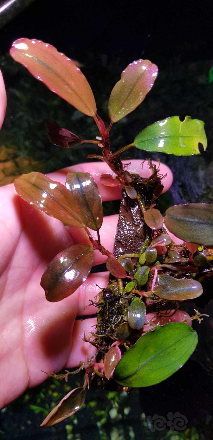 【水草】出辣椒榕一份