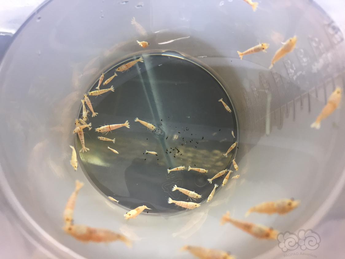【虾】2019-04-20#RMB拍卖白金虾52只-图4
