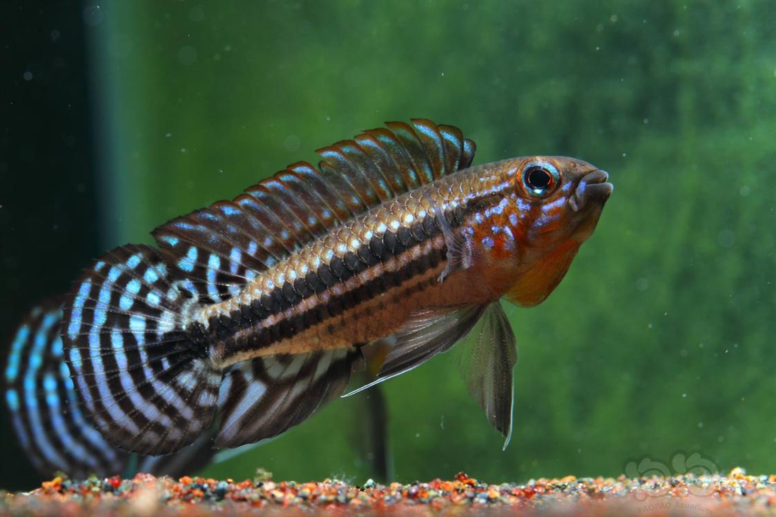 短鲷红面蓝型珍宝短鲷