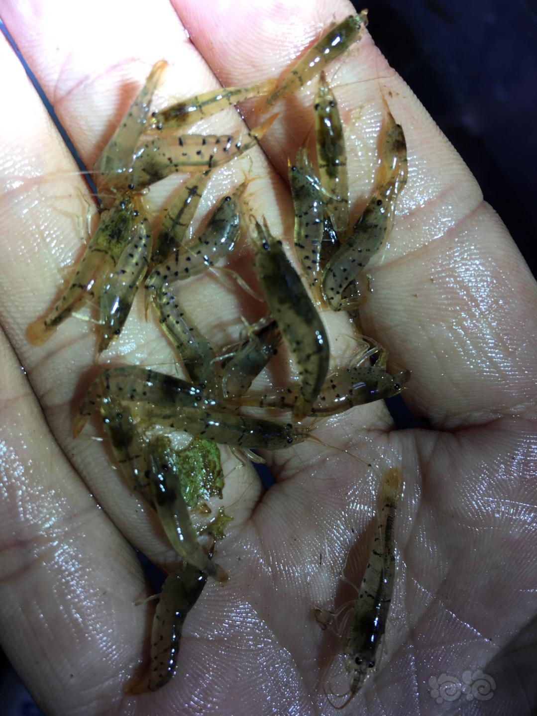 出点不错表现的星点珍珠虾和原生椒草