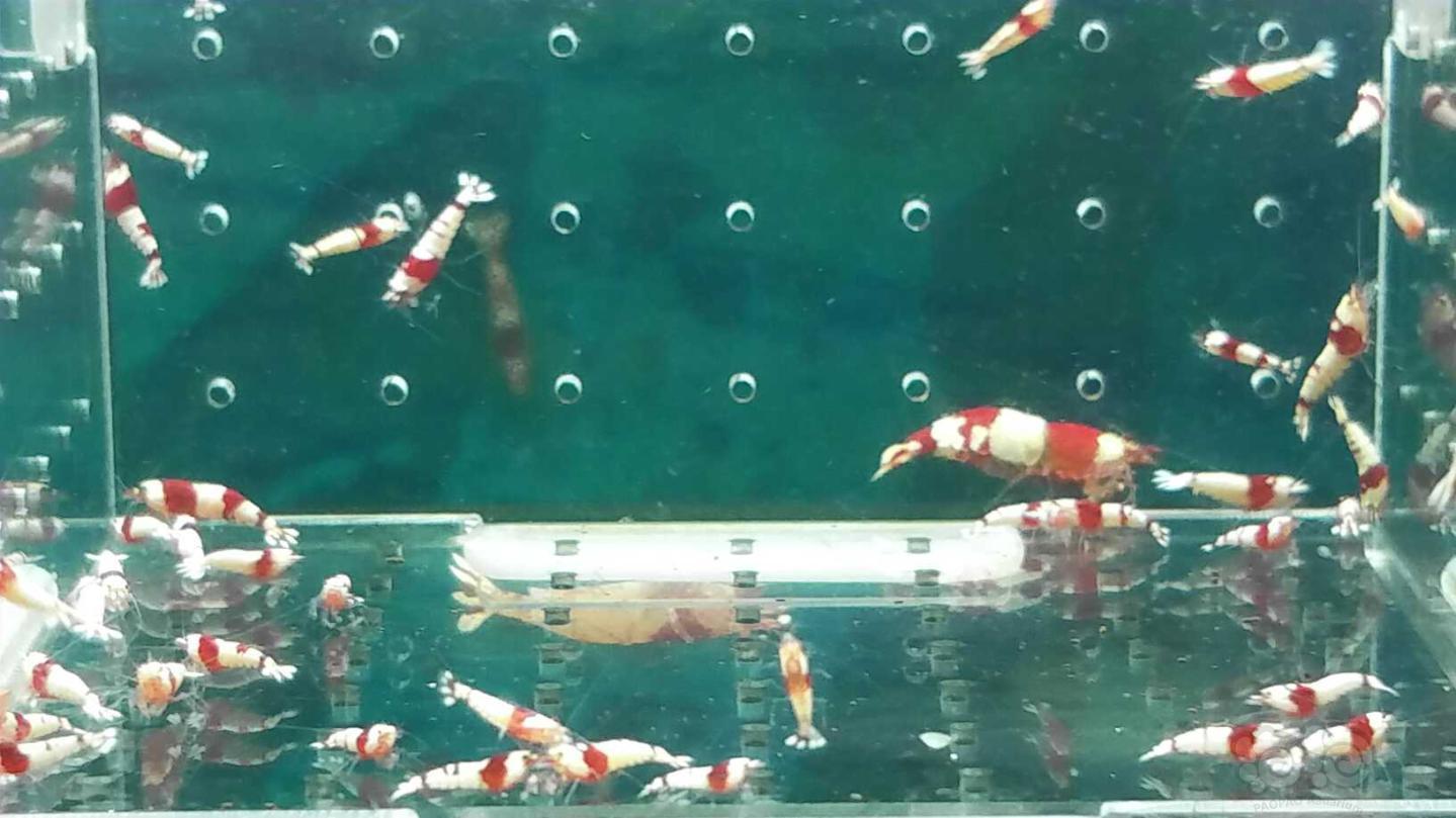 【虾】2019-04-03#RMB拍卖纯血红白水晶虾一份50只-图4