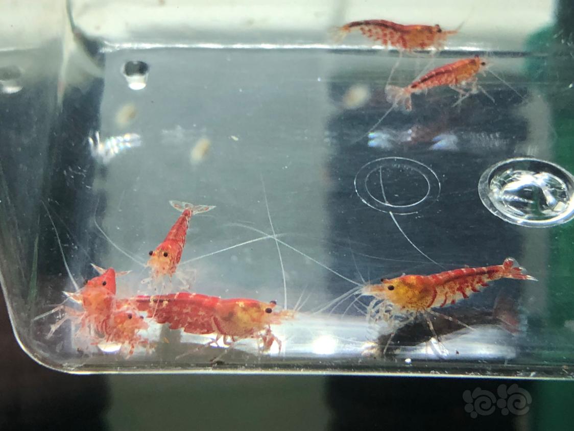 【虾】2019– 4-11#RMB拍卖红虎晶虾5公5母-图1