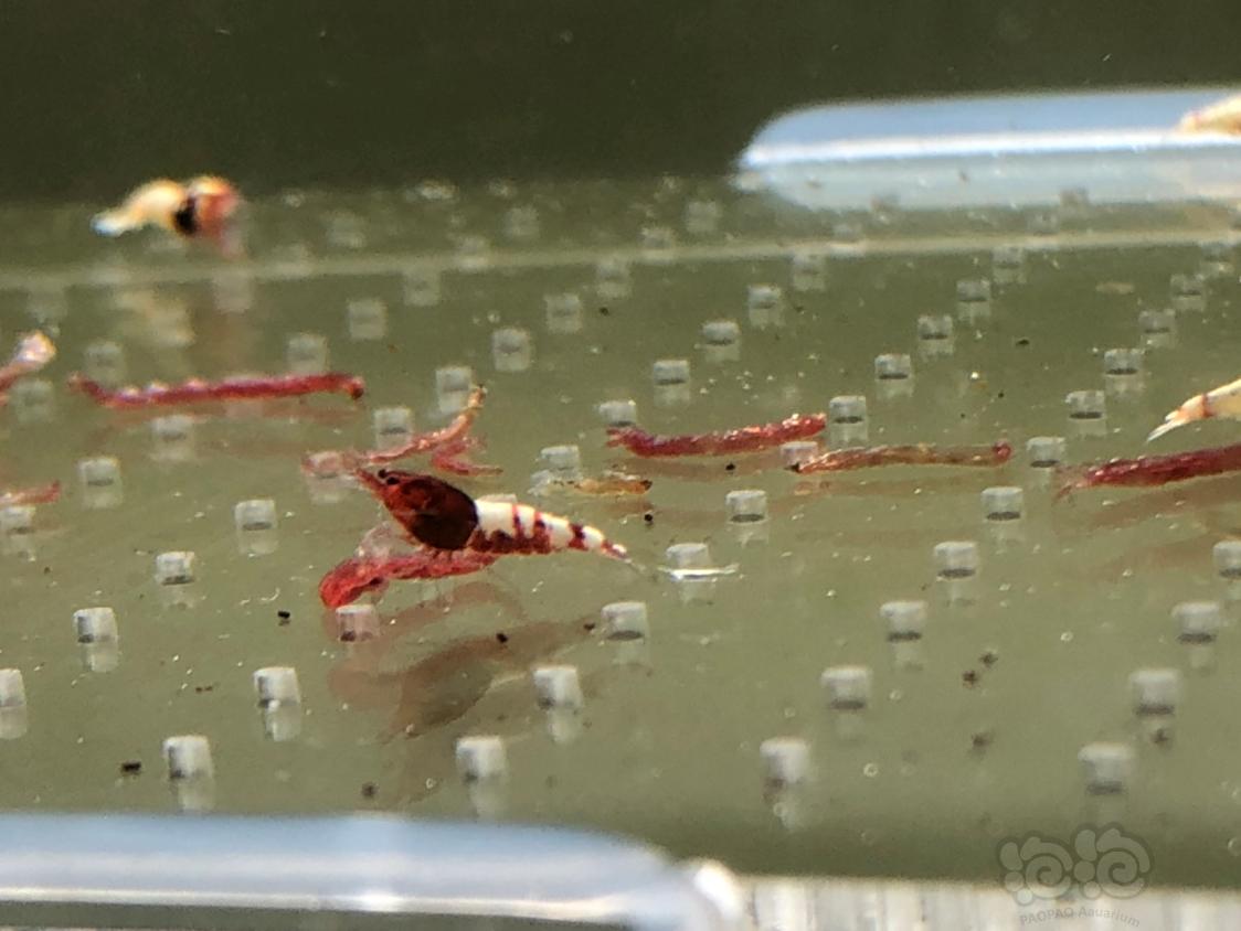 【虾】2019-04-15#RMB拍卖红姘头水晶虾20只-图7
