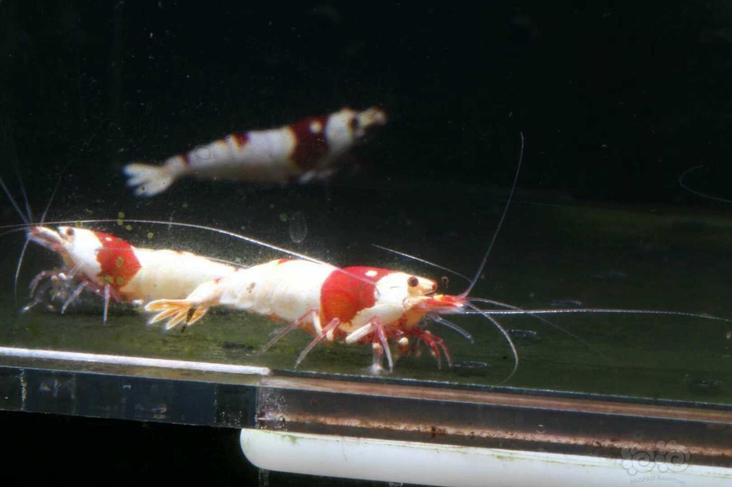 【虾】2019-4-26#PMB拍卖纯血红白公虾-1-图2