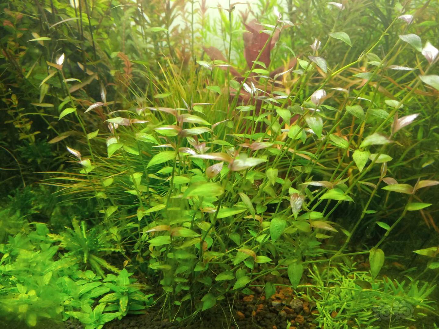 前景 后景 中景椒草古精开缸草两份 泡泡水族