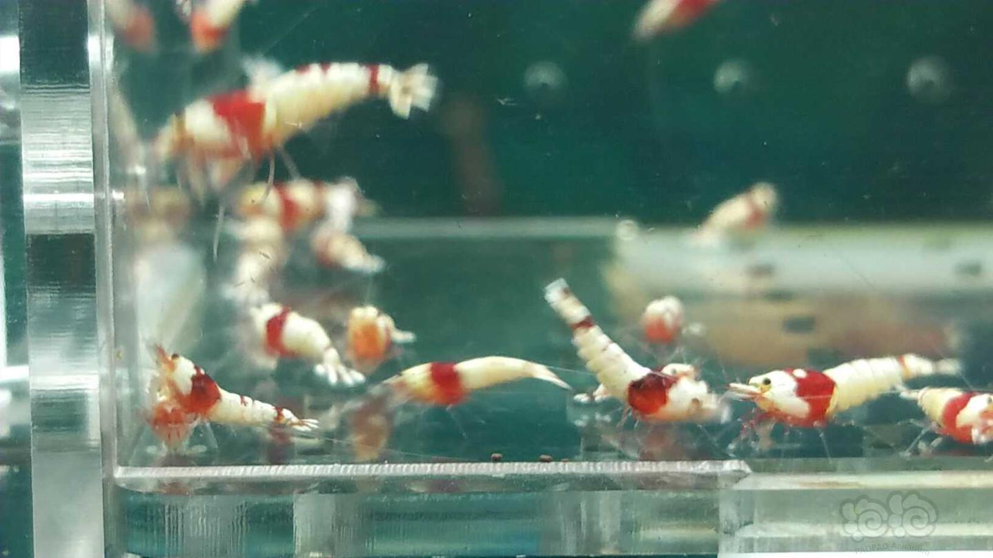 【虾】2019-04-03#RMB拍卖纯血红白水晶虾一份50只-图2