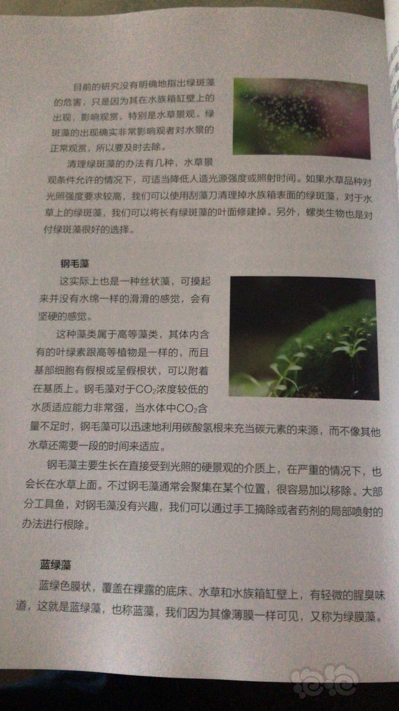 关于藻藻..-图3